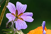 Gartenimpressionen - Storchenschnabel