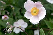 Gartenimpressionen - Herbstanemone